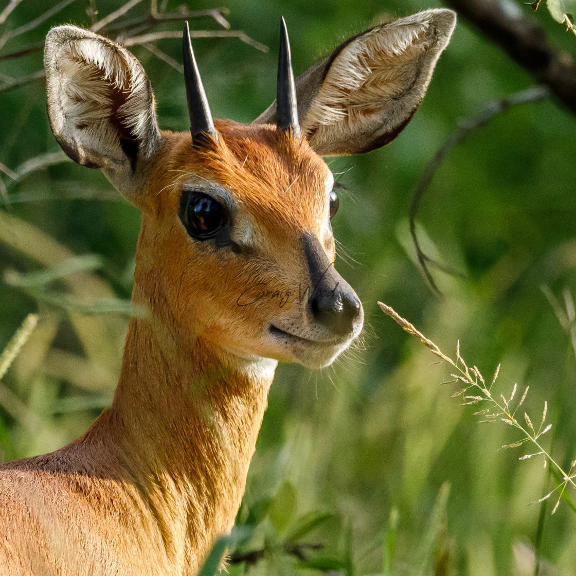 "Steenbok Portrait" stock image