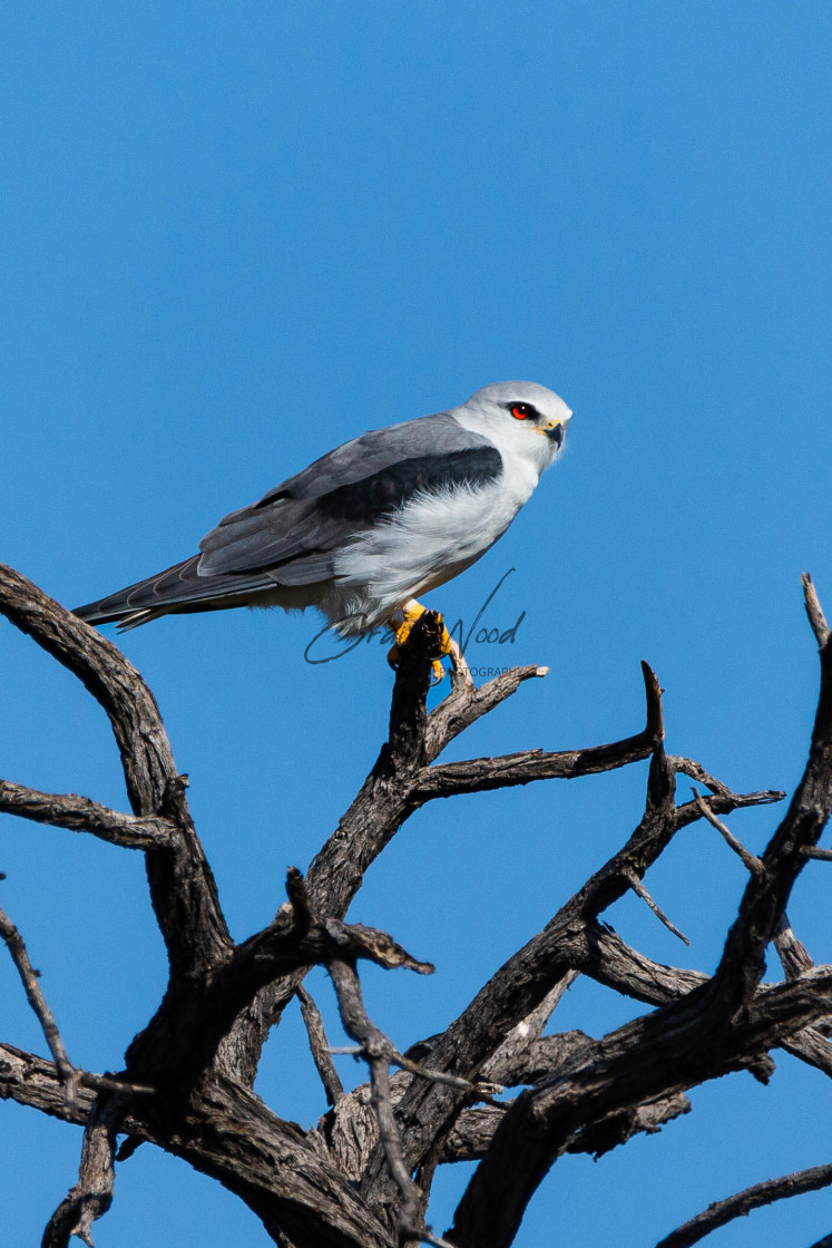 "Black Winged Kite" stock image