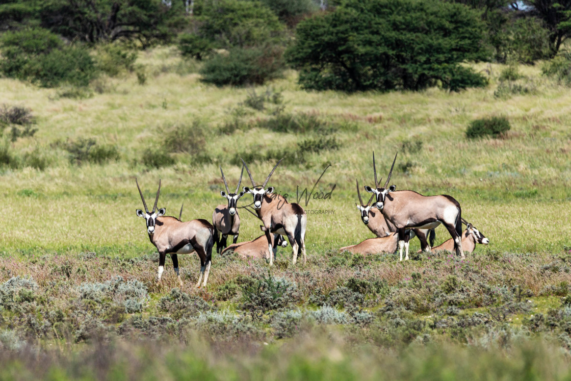 "Group of Gemsboks" stock image