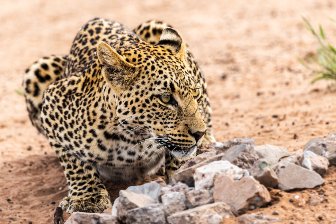 "Mabua Leopard (5 of 5)" stock image