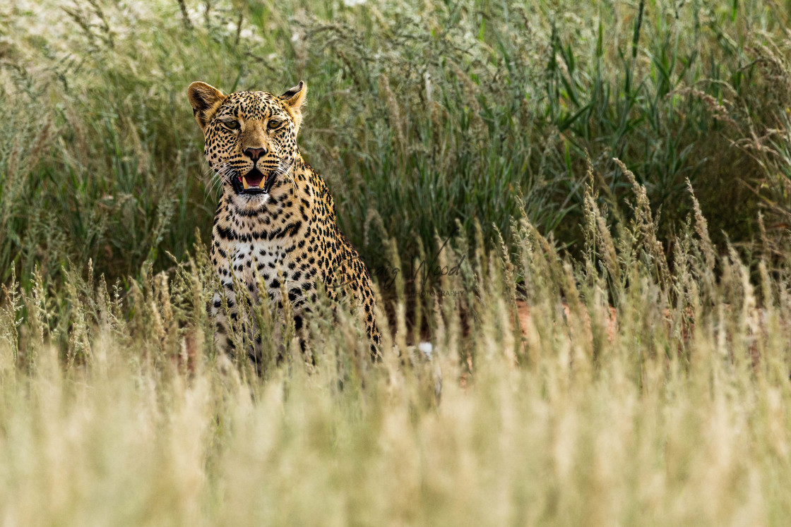 "Mabua Leopard (1 of 5)" stock image