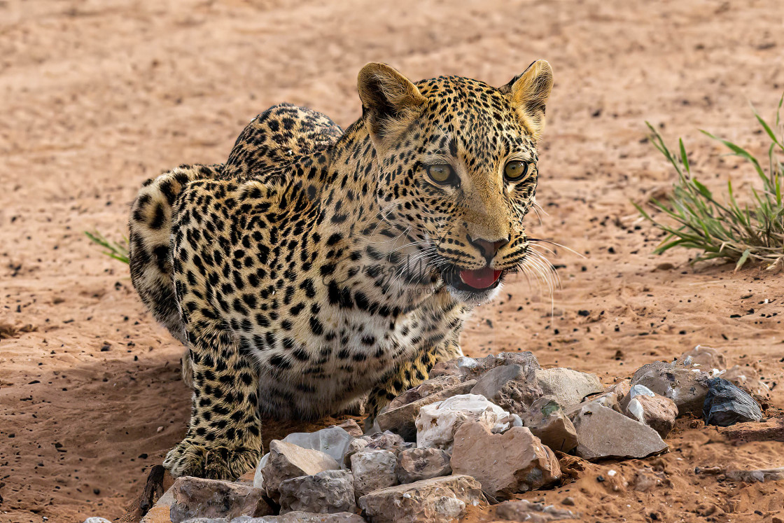 "Mabua Leopard (4 of 5)" stock image