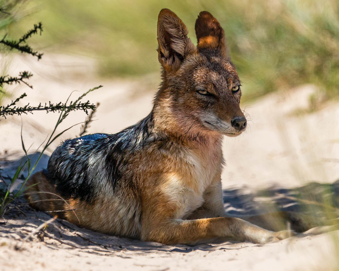 "Jackel Finding Some Shade" stock image