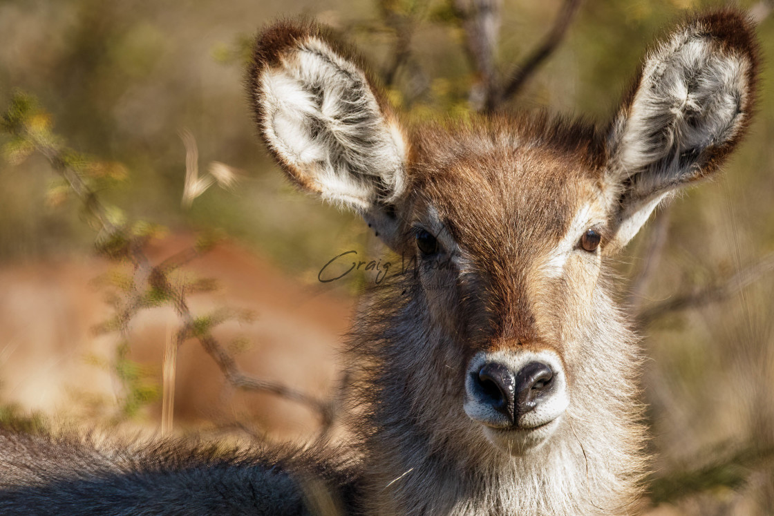 "Waterbuck" stock image