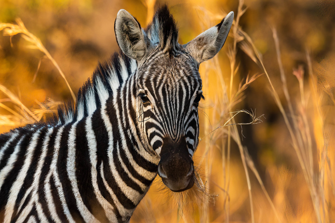 "Zebra in golden light" stock image