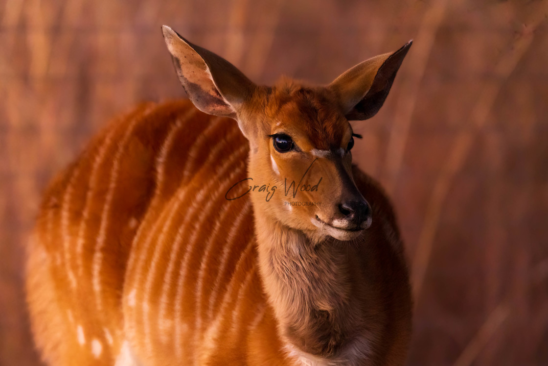 "Nyala" stock image