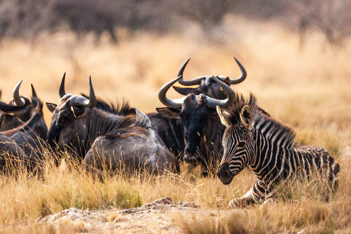 "Zebra and the Wilderbeast" stock image