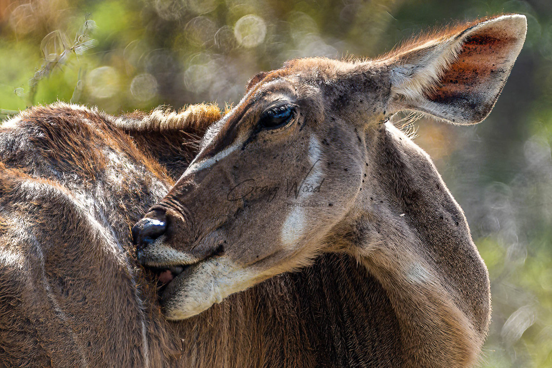 "Female Kudo - Grooming" stock image