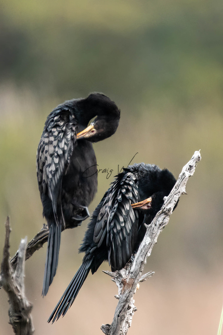 "Pair of Cormorants" stock image