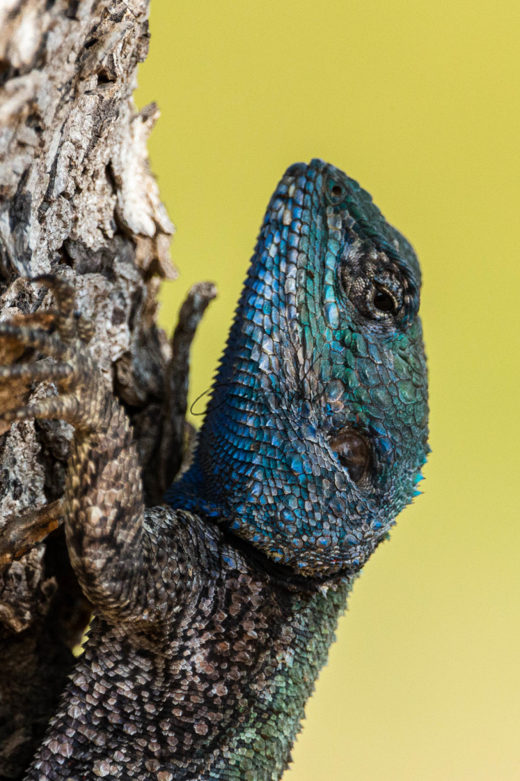 "Tree Iguana" stock image