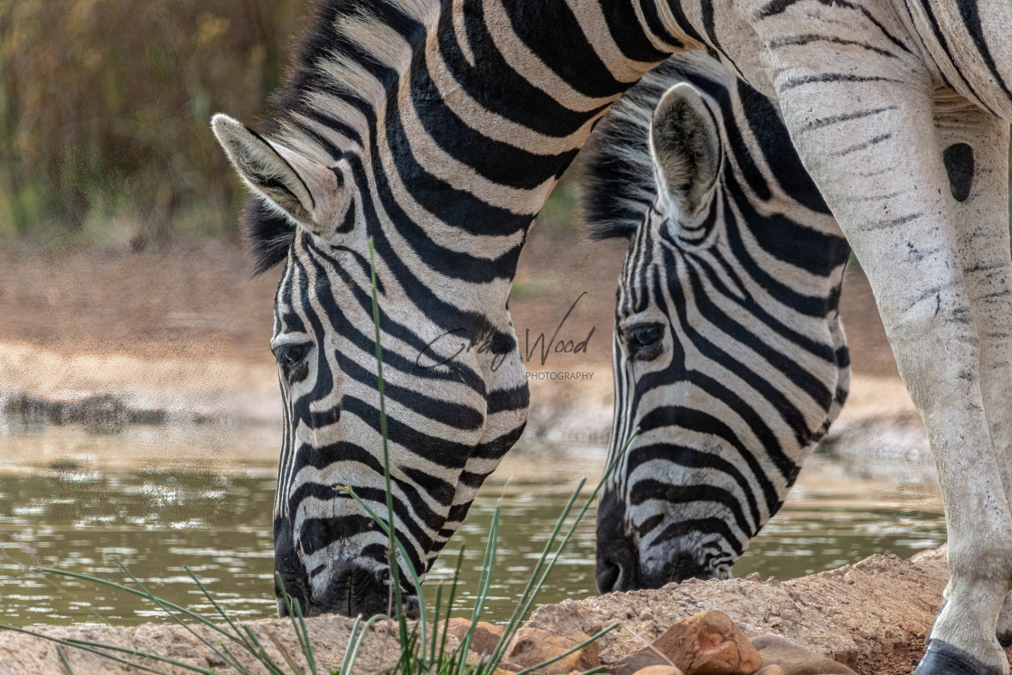 "Zebra (1 of 3)" stock image