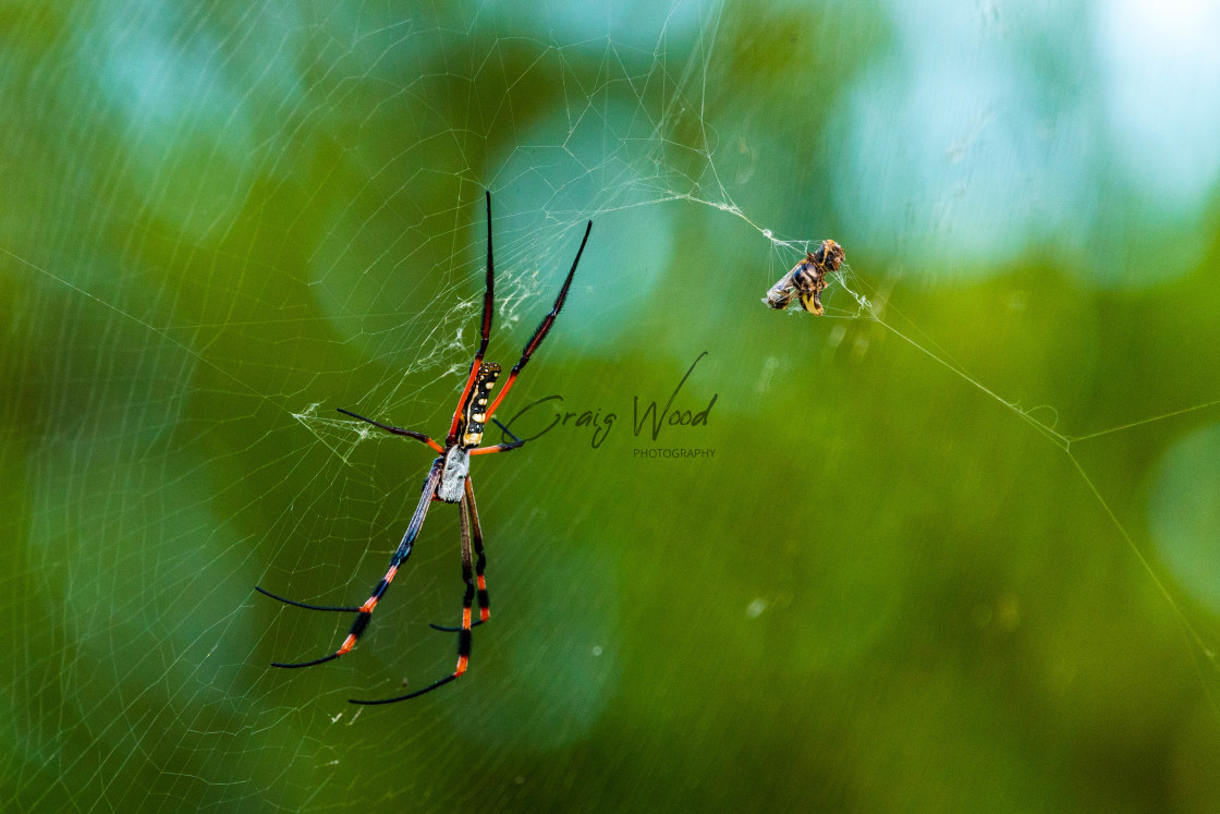 "Garden Orb Weaving Spider" stock image