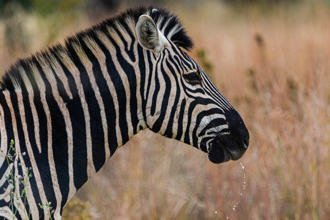 "Zebra (2 of 3)" stock image