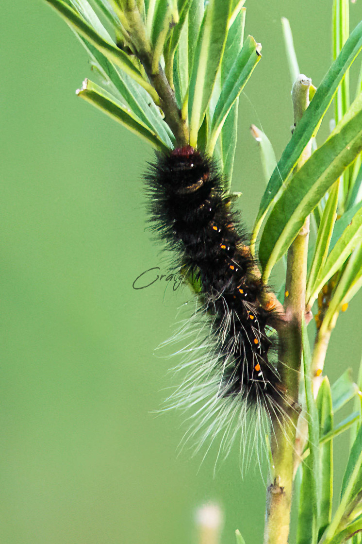 "Catapiller" stock image