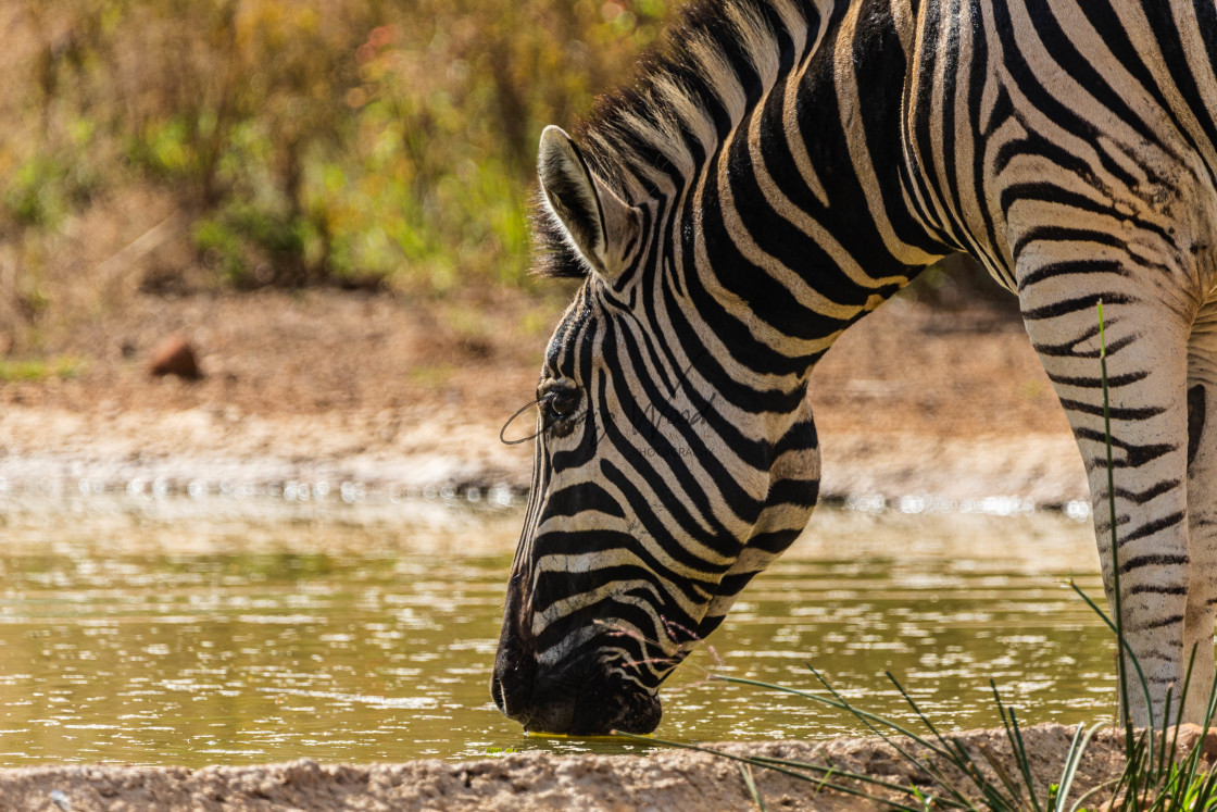 "Zebra (3 of 3)" stock image