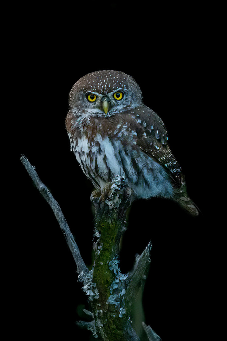 "Low Key Pearl Spotted Owlet" stock image