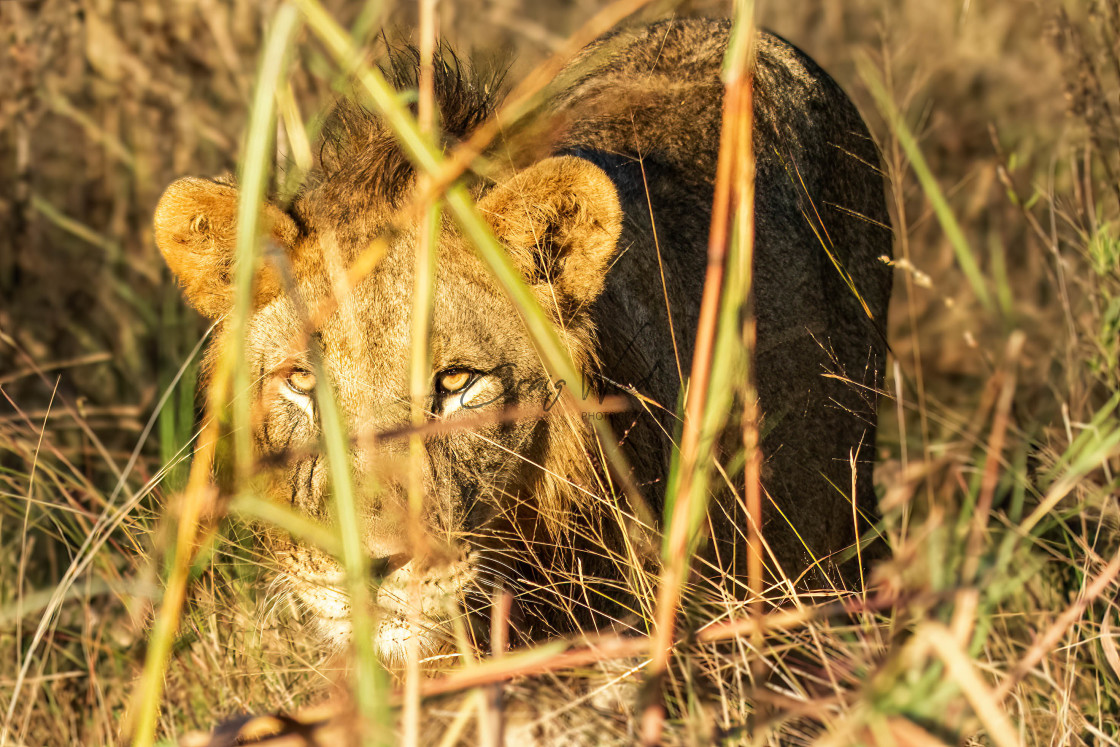 "Lion - Stalking" stock image