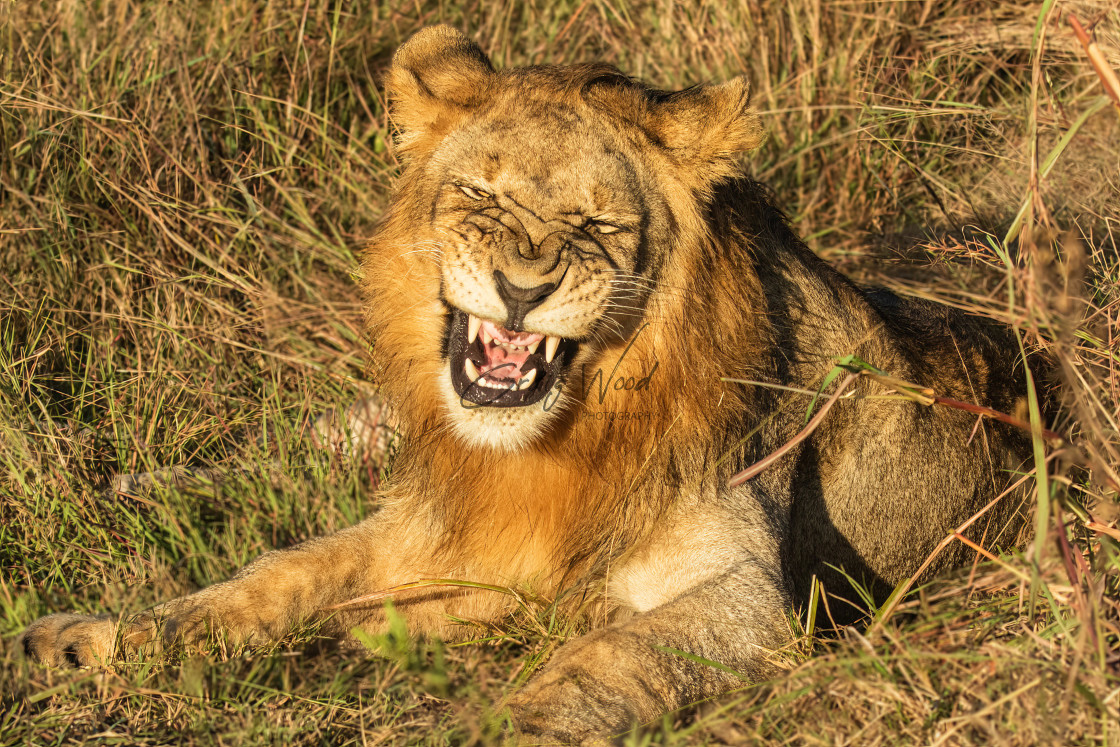 "Lion - Grimace" stock image