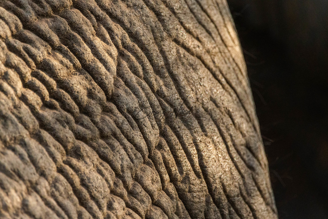 "Elephant Abstract 1 of 4 (2022)" stock image