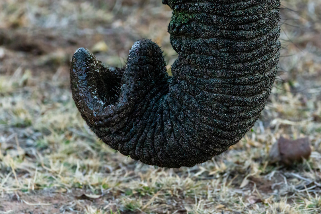 "Elephant Abstract 4 of 4 (2022)" stock image