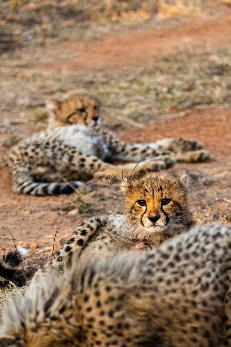 "Cheetah Cub" stock image