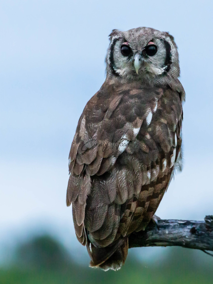 "Verraux's Eagle Owl" stock image