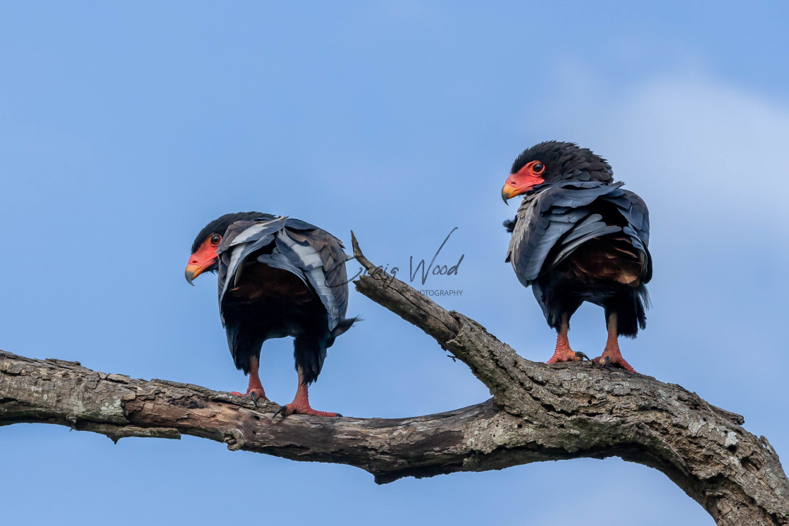 "Pair of Bateleurs" stock image