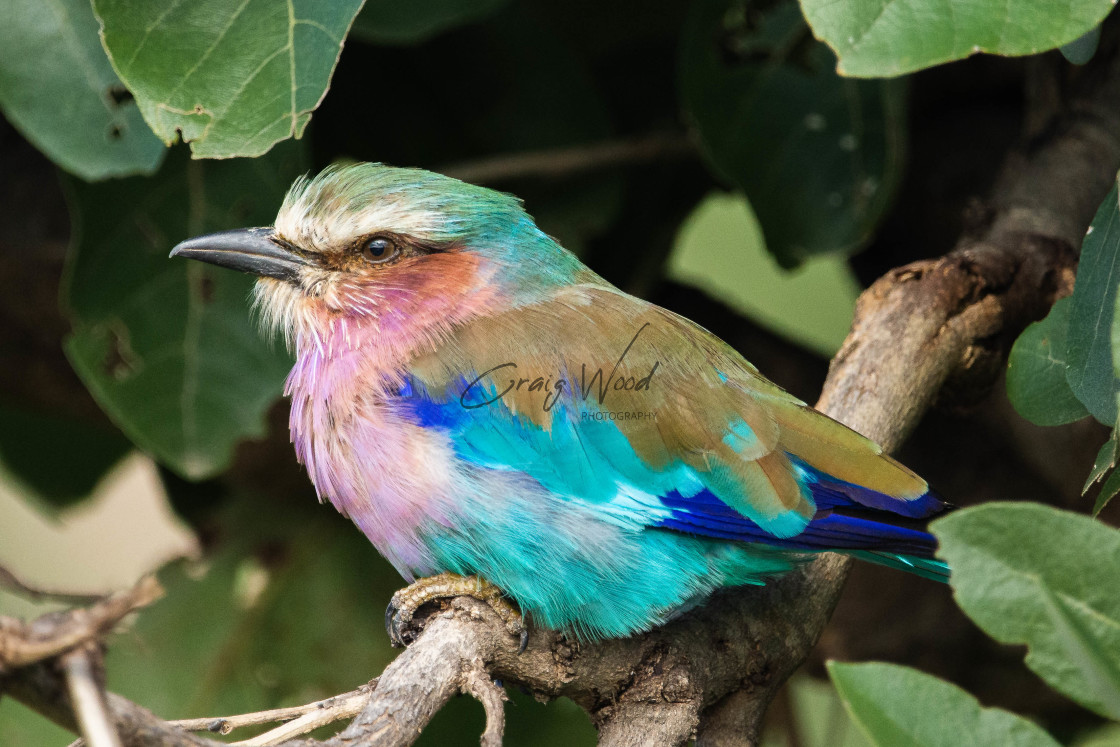 "Lilac Breasted Roller" stock image