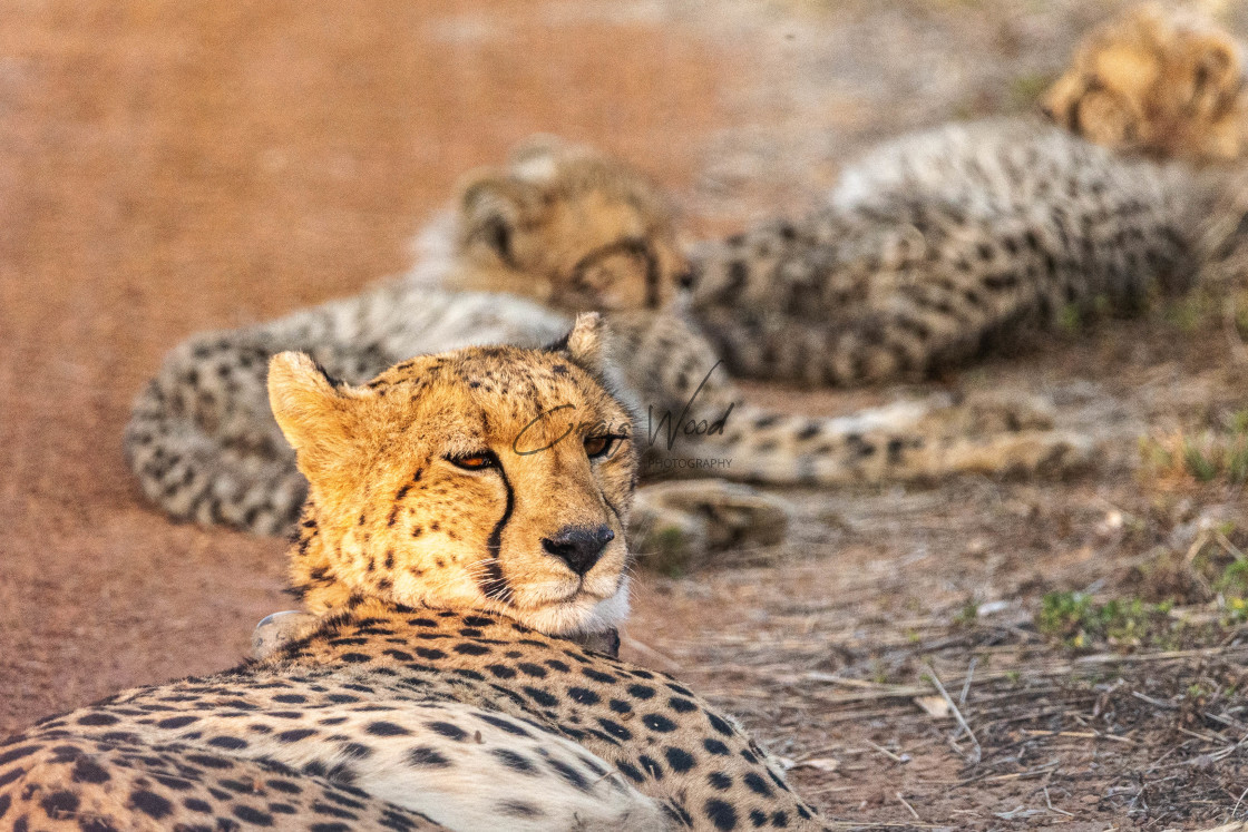 "Cheetah Mother & Cubs" stock image