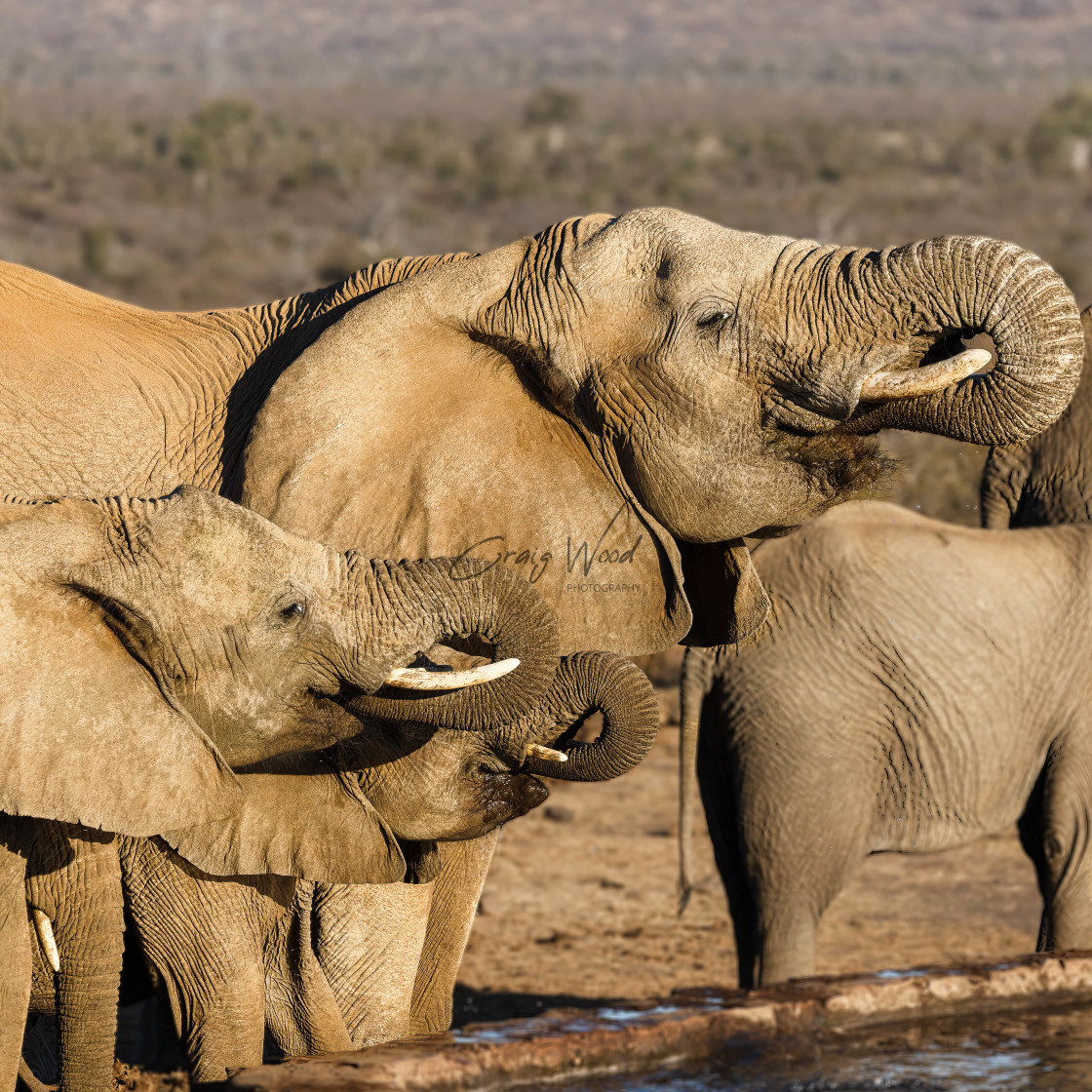 "Elephants Drinking" stock image