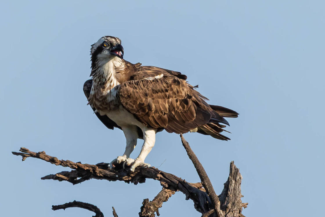 "Western Osprey (1 of 2)" stock image