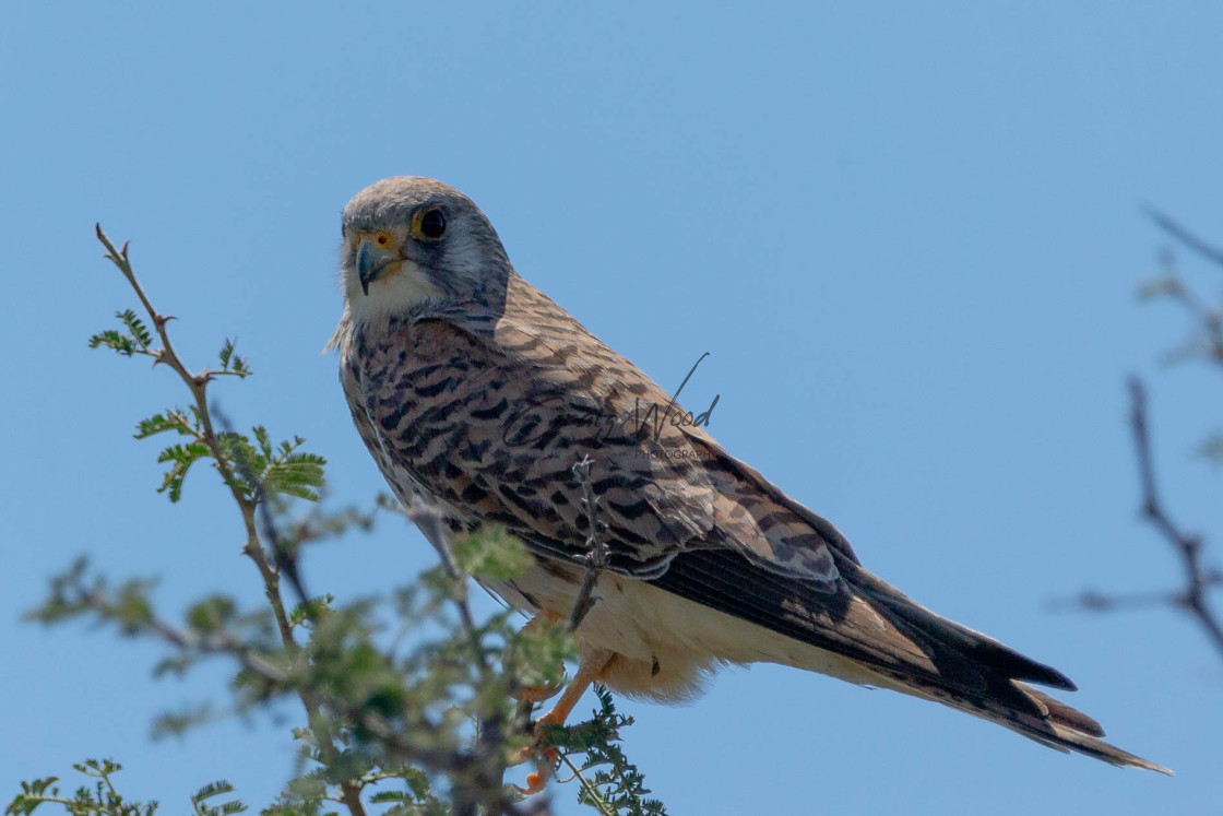 "Amur Falcon at Mabua" stock image