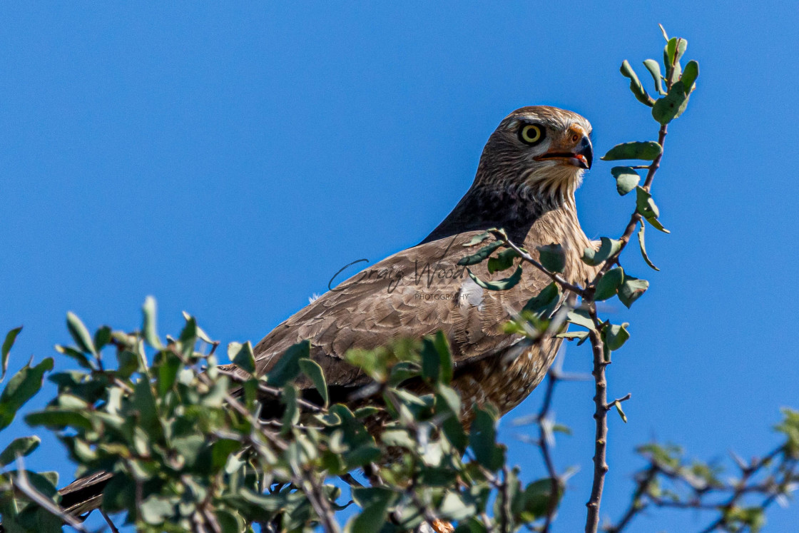 "Greater Kestrel at Mabua (2 of 2)" stock image