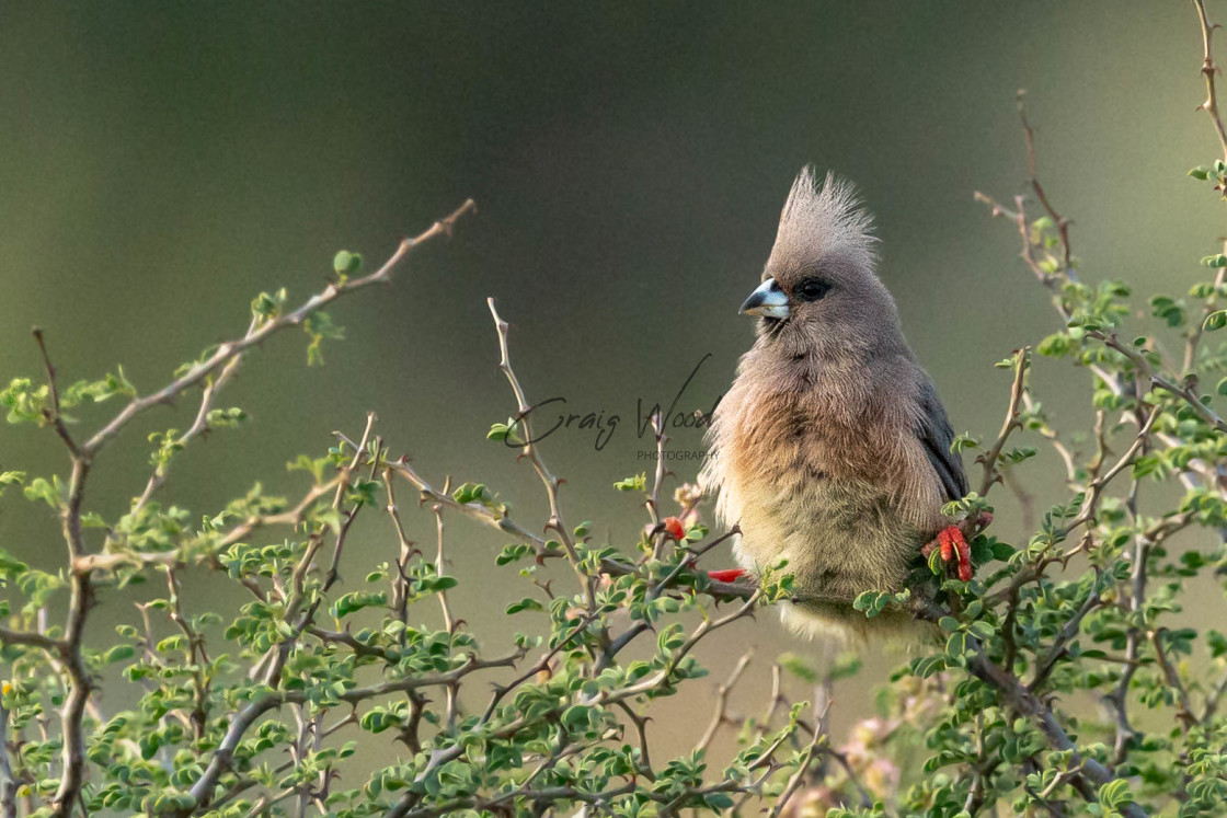 "Mouse Bird" stock image