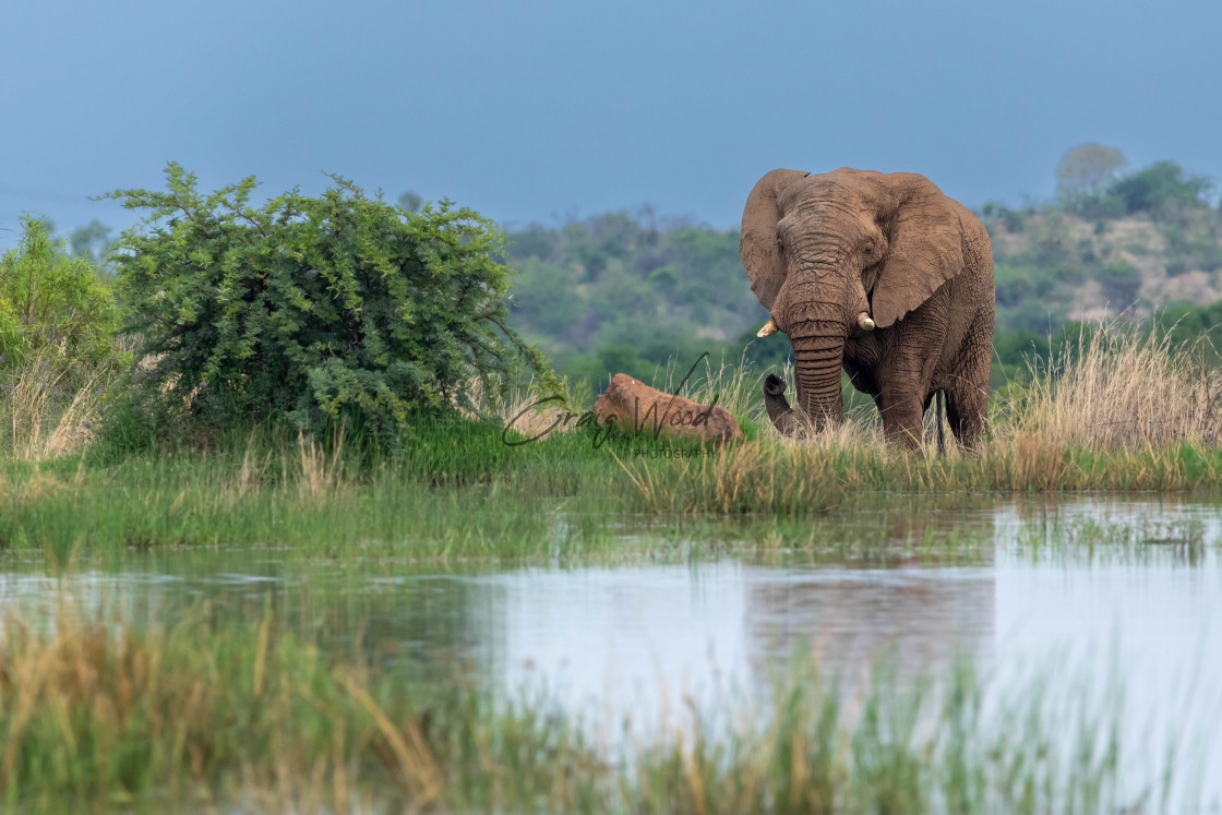 "Elephant at the Waterhole (3 of 3)" stock image