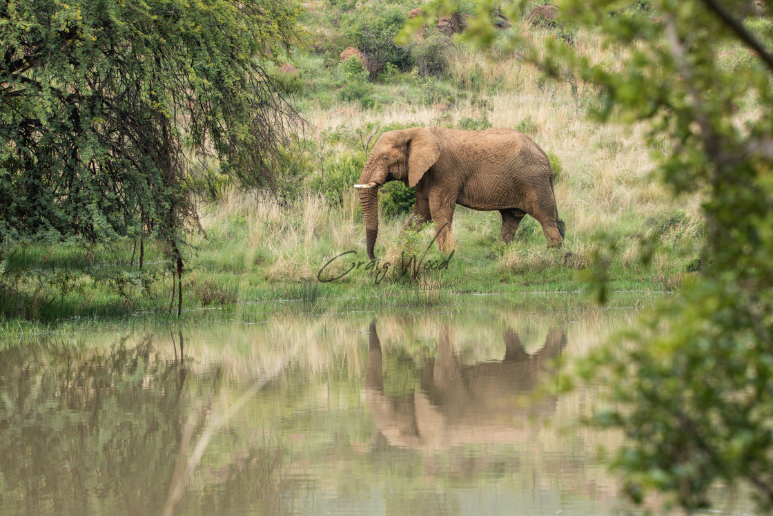 "Elephant at the Waterhole (2 of 3)" stock image