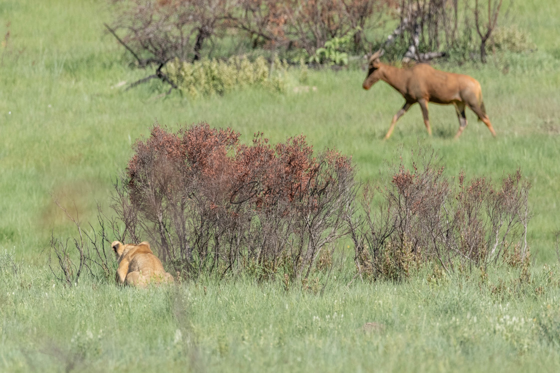 "Pilanesberg-2022-11-257.cr2" stock image