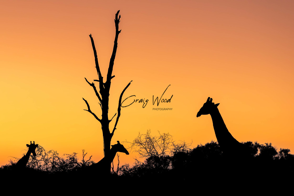 "Girraffe's at Sunrise" stock image