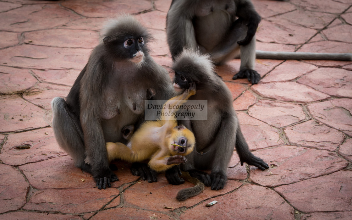 "two Dusky monkeys holding a baby orange monkey" stock image