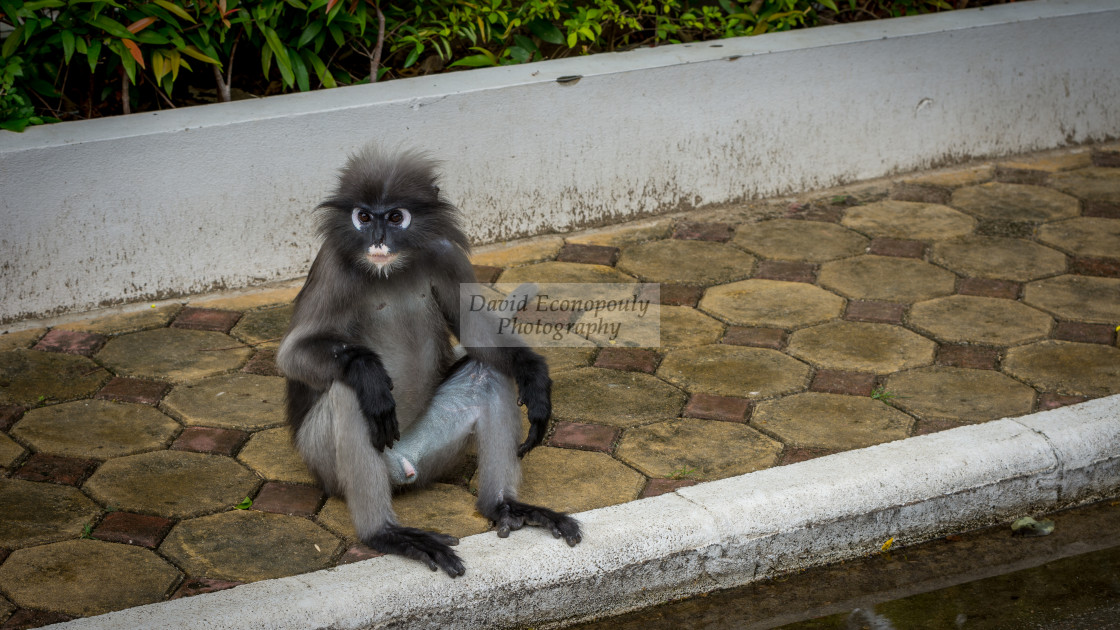 "Dusky Monkey sitting on sidewalk in front of a wall" stock image