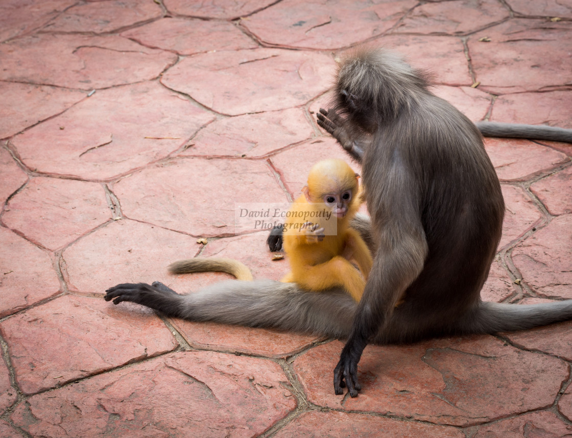 "Mother Dusky monkey holding orange baby on sidewalk with other monkey watching" stock image