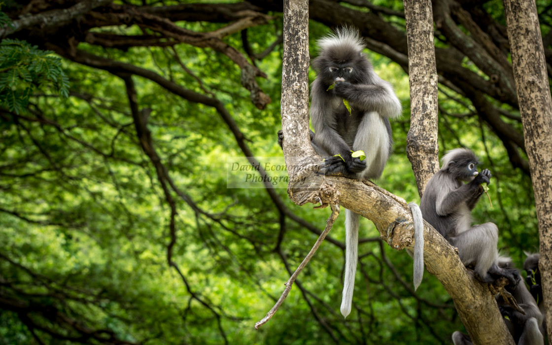 "Dusky Monkeys sitting in the trees with tails hanging" stock image