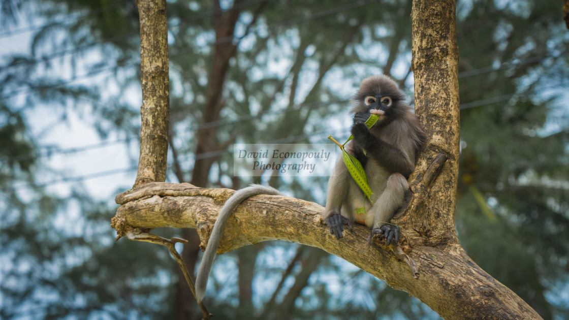 "Dusky Monkey sitting in the trees with tail hanging" stock image