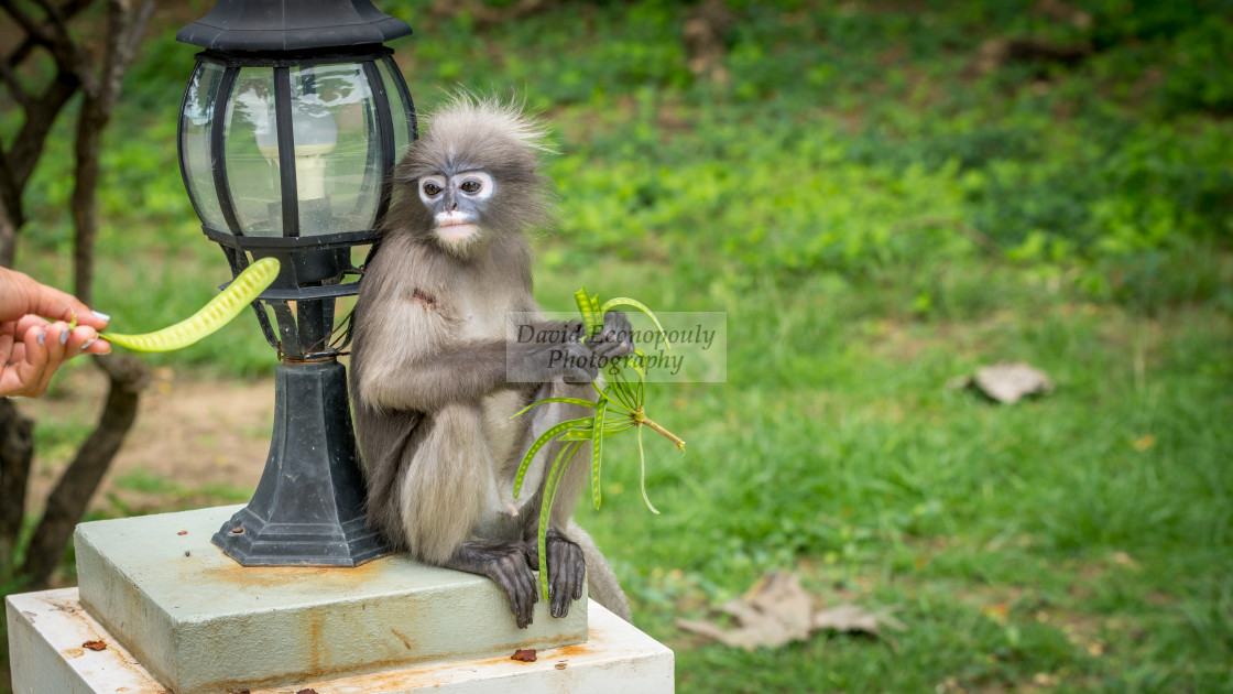 "Dusky Monkey sitting next to lamp being fed a bean" stock image