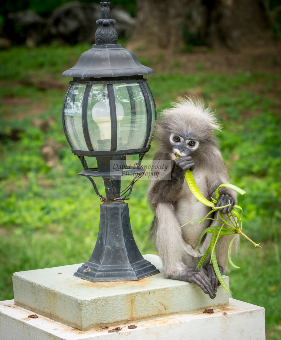 "Dusky Monkey sitting next to lamp eating a bean" stock image