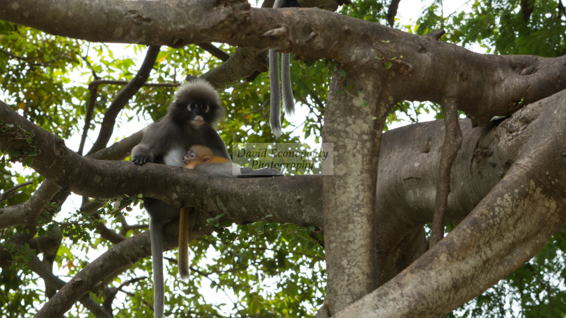 "Dusky Monkeys sitting in the trees with tails hanging" stock image