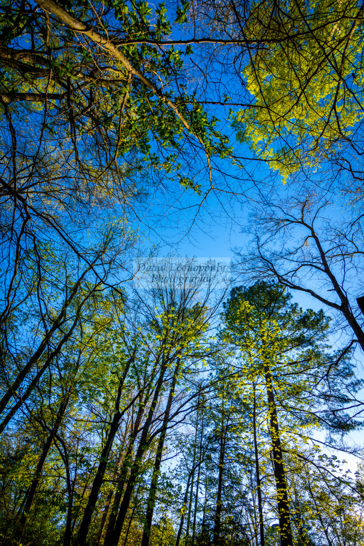 "Looking up at trees with a blue sky in the background" stock image