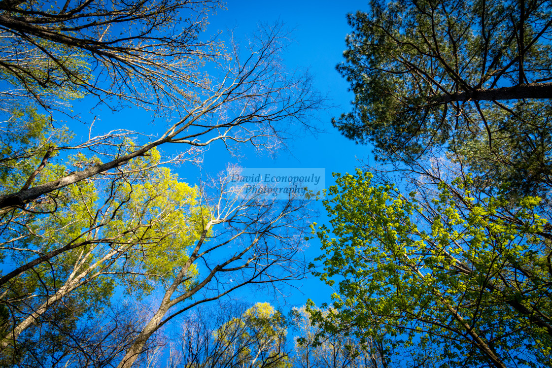 "Looking up at trees with a blue sky in the background" stock image