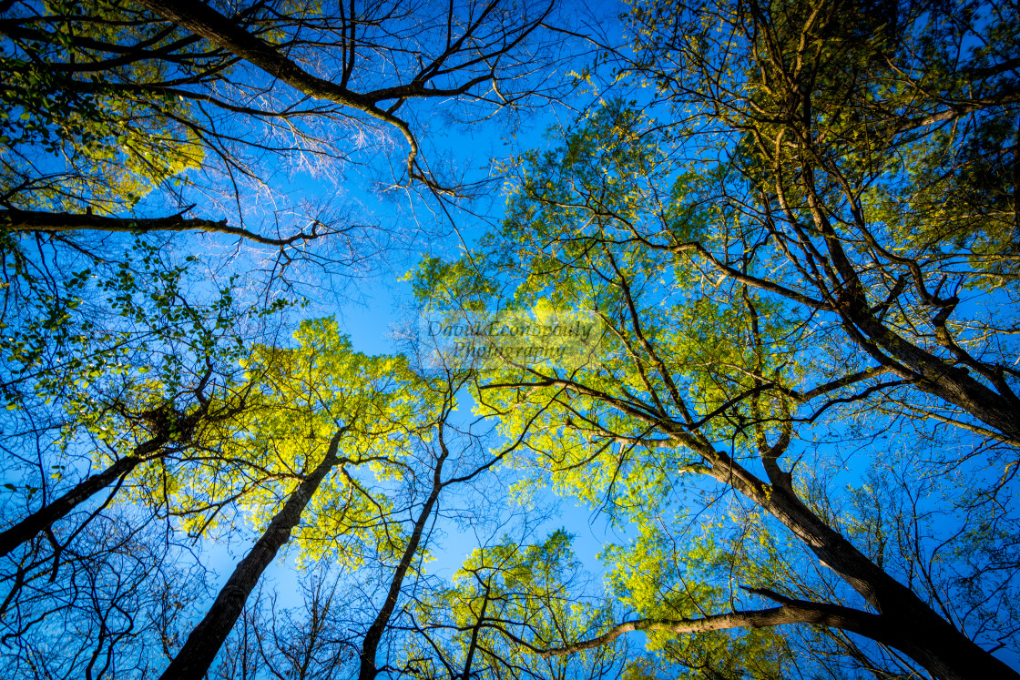 "Looking up at trees with a blue sky in the background" stock image