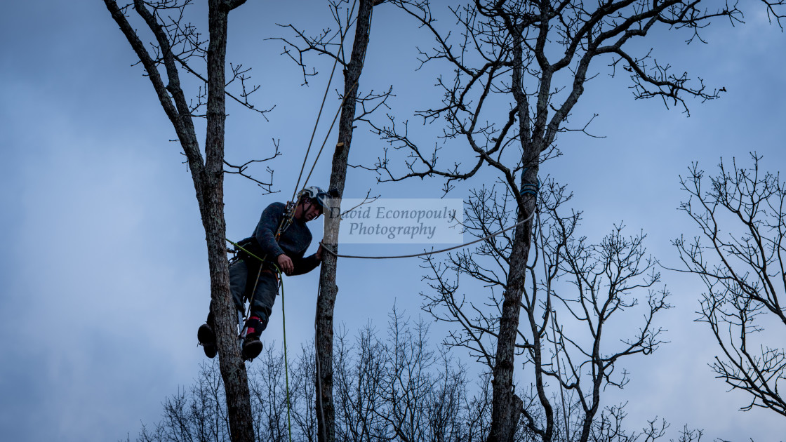 "Worker with chainsaw and helmet cutting down tree" stock image